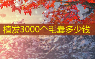 植发3000个毛囊多少钱