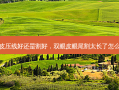 双眼皮压线好还是割好，双眼皮眼尾割太长了怎么修复