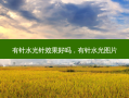 有针水光针效果好吗，有针水光图片