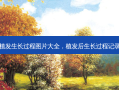 植发生长过程图片大全，植发后生长过程记录