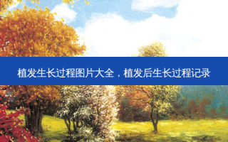 植发生长过程图片大全，植发后生长过程记录